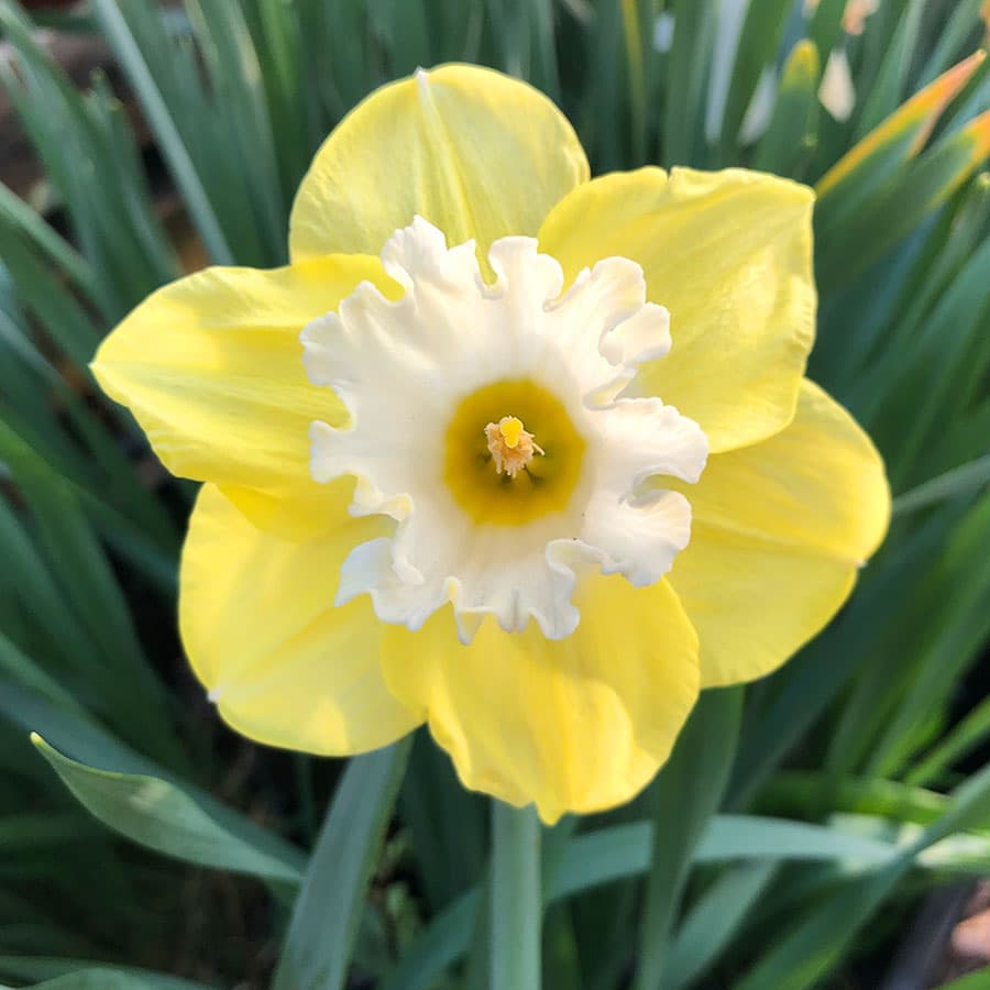 Narcissus 'Snow Frills'